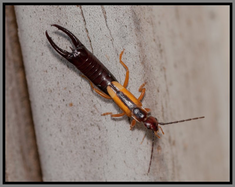 Lined Earwig (Doru taeniatum)