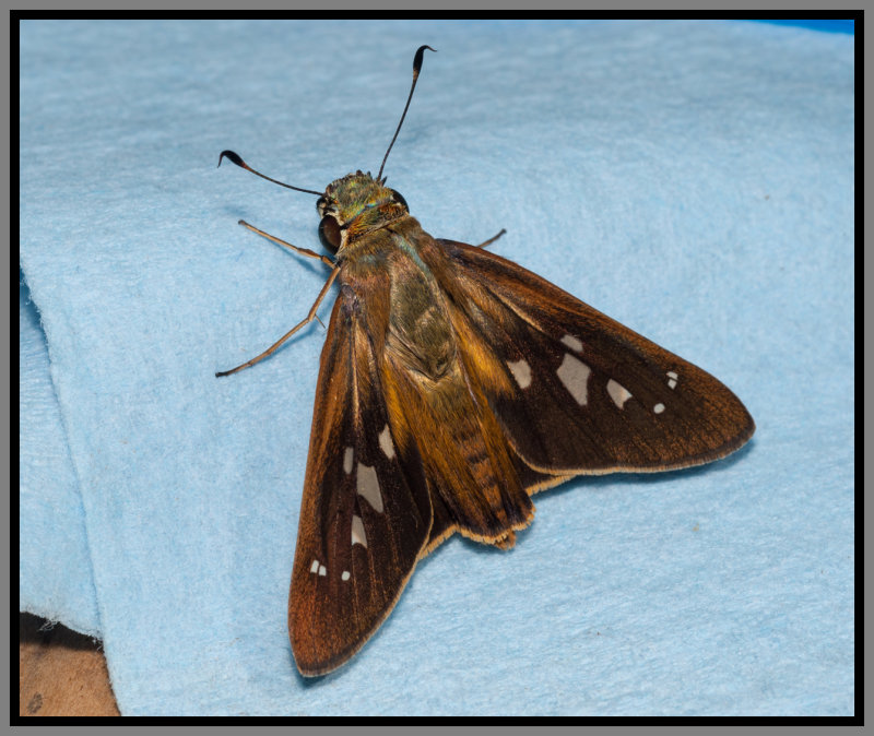 Larger Canna Lilly Leafroller (Calpodes ethlius) Skipper Butterfly