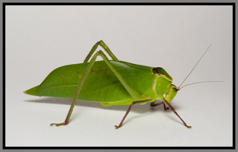 Giant Katydid (Stilpnochlora couloniana)