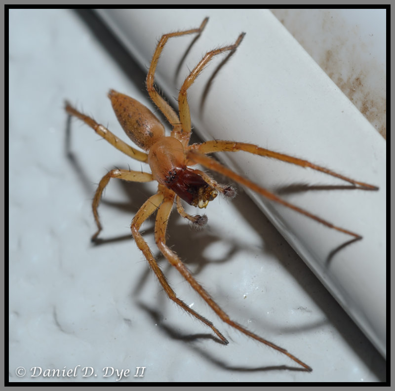 Ghost Spider (Family Anyphaenidae)