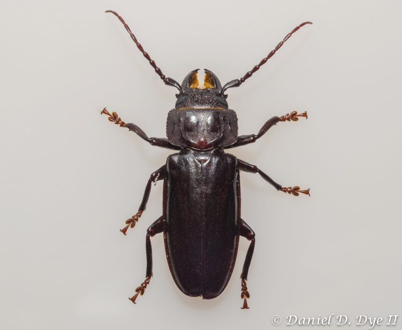 Cerambycid Beetle - Hardwood Stump Borer (Mallodon dasystomus)