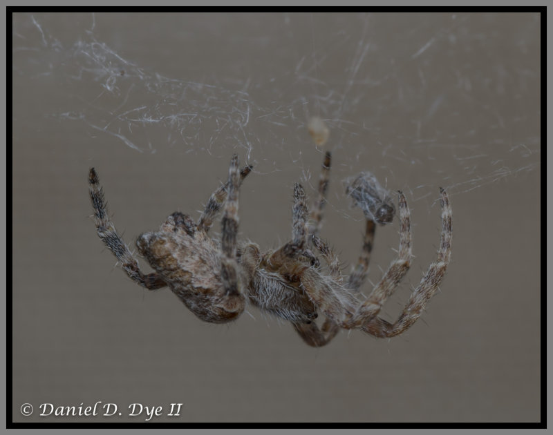 Colonial Tentweb Orbweaver (Cyrtophora citricola)