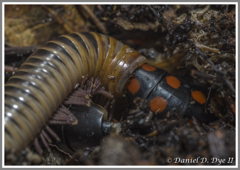 Glow Worm (Phengodes sp.) Feeding on an Ivory Millipede