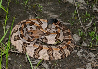 Canebrake Rattlesnake (Crotalus horridus atricaudatus)