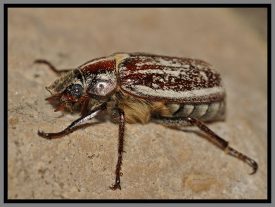 Scarab Beetle - Slender Polyphyllan Scarab Beetle (Polyphylla gracilis)