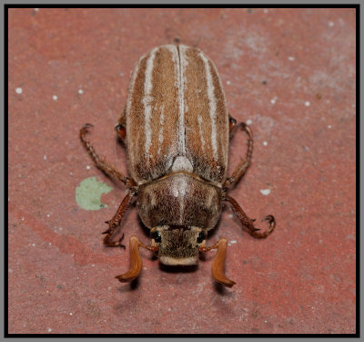 Scarab Beetle - Lined June Beetle (Polyphylla occidentalis)