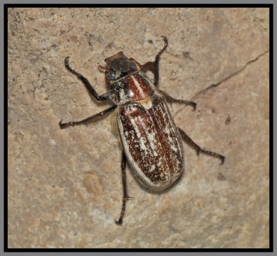 Scarab Beetle - Slender Polyphyllan Scarab Beetle (Polyphylla gracilis)