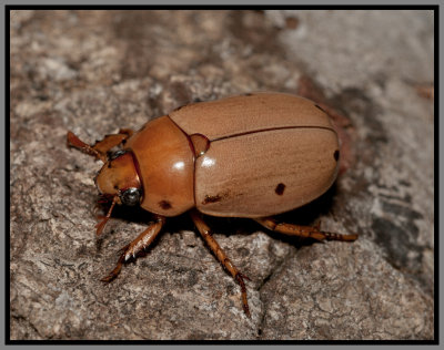 Scarab Beetle - Grapevine Beetle (Pelidnota punctata)
