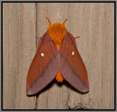 Pink-Striped Oakworm Moth (Anisota virginiensis)