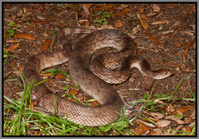Florida Pine Snake (Pituophis melanoleucus mugitus) photo 