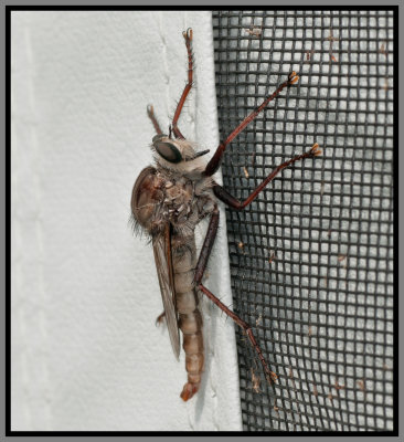 Bearded Robber Fly (Efferia sp.)