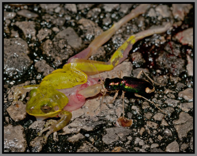 Tiger Beetle - Carolina Tiger Beetle (Tetracha carolina) Feeding on Squirrel Tree Frog (Hyla squirella)