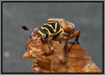 Scarab Beetle - Delta Flower Scarab (Trigonopeltastes delta)