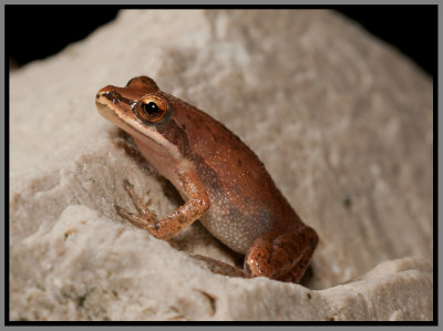 Upland Chorus Frog (Pseudacris feriarum)