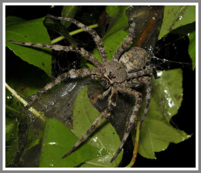 Whitebanded Fishing Spider (Dolomedes albineus)