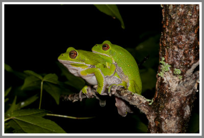 Barking Treefrog (Hyla gratiosa)