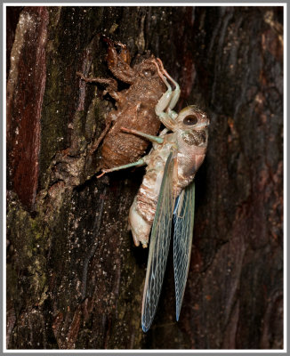 Cicada (Tibicen sp.)