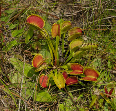 Flowers and Plants