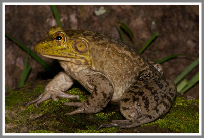 Bull Frog (Lithobates catesbeiana)