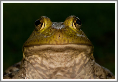 Bull Frog (Lithobates catesbeiana)