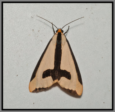 Clymene Moth (Haploa clymene)