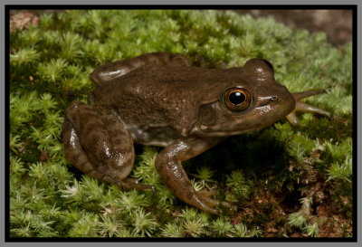 Bull Frog (Lithobates catesbeiana)