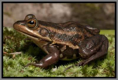 Carpenter Frog (Lithobates virgatipes)