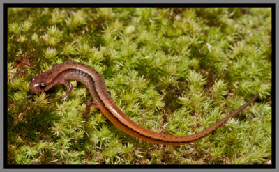 Chamberlains Dwarf Salamander (Eurycea chamberlaini)