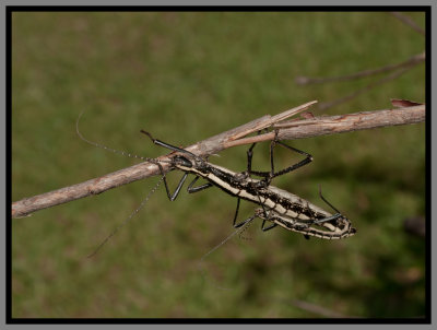 Two-striped Walkingstick (Anisomorpha buprestoides)