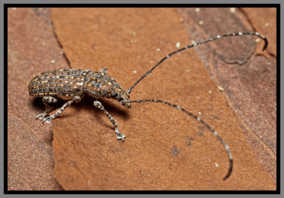 Weevil-Fungus Weevil (Phoenicobiella chamaeropis)