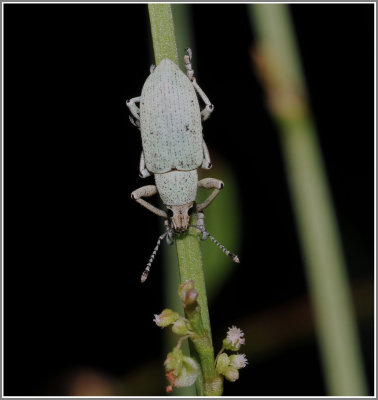 Weevil - Northern Citrus Root Weevil (Pachnaeus opalus)