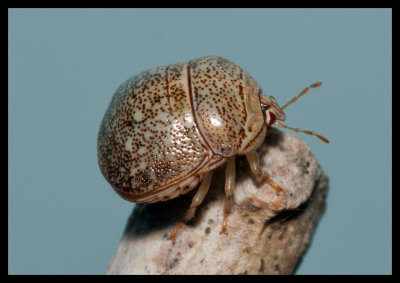 Kudzu Bug (Megacopta cribraria)