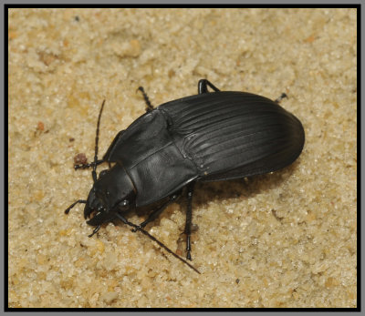 Ground Beetle (Dicaelus dilatatus)