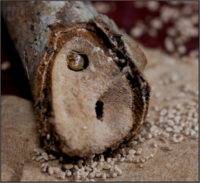 Drywood Termites (Incisitermes snyderi)
