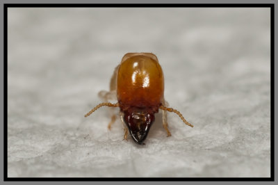 Drywood Termite Soldier (Incisitermes snyderi)