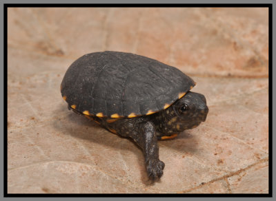 Florida Mud Turtle (Kinosternon steindachneri)