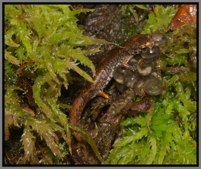 Four-toed Salamander (Hemidactylium scutatum)