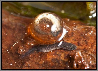 Dwarf Salamander egg and larva (Eurycea quadridigitata)