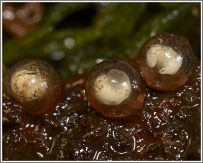 Dwarf Salamander eggs (Eurycea quadridigitata)