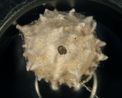 Parasitized Brown Widow Egg (Latrodectus geometricus)