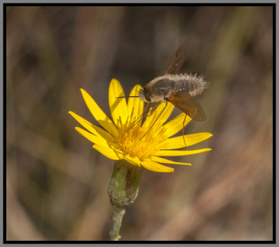 Bee Hover Fly (Systoechus sp)