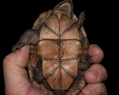 Florida Mud Turtle male (Kinosternon steindachneri)