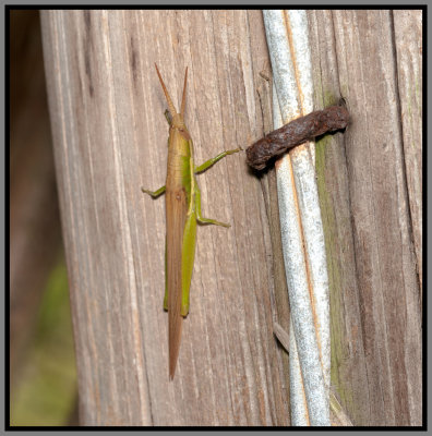 Glassy-winged Toothpick Grasshopper (Stenacris vitreipennis)