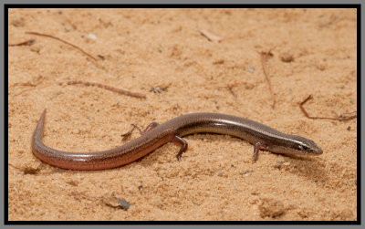 Peninsula Mole Skink (Plestiodon egregius onocrepis)