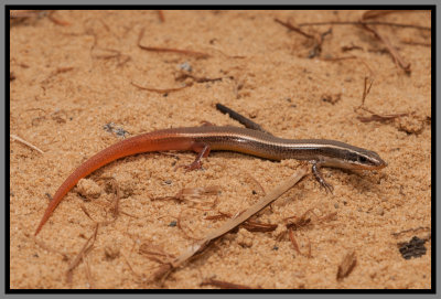 Northern Mole Skink (Plestiodon egregius similes)