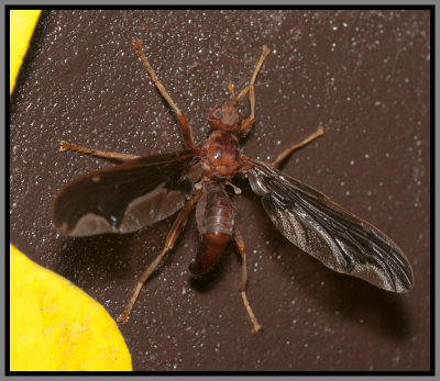 Waved Light Fly (Pyrgota undata)