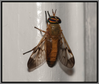 Yellow Fly (Diachlorus ferrugatus)