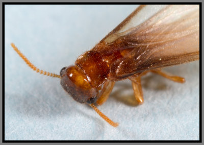 Formosan Subterranean Termite (Coptotermes formosanus)