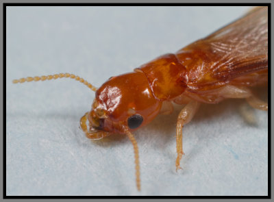 Drywood Termites (Incisitermes snyderi)