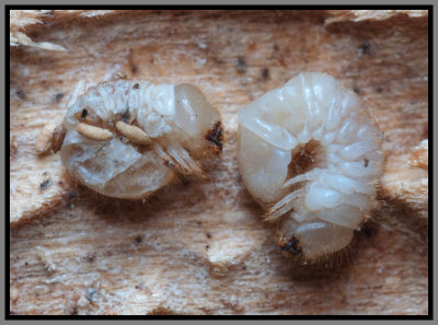 Deathwatch Beetle Larvae (Anobiidae)